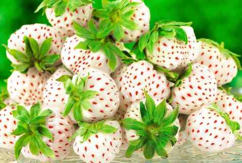 How to plant strawberry seeds