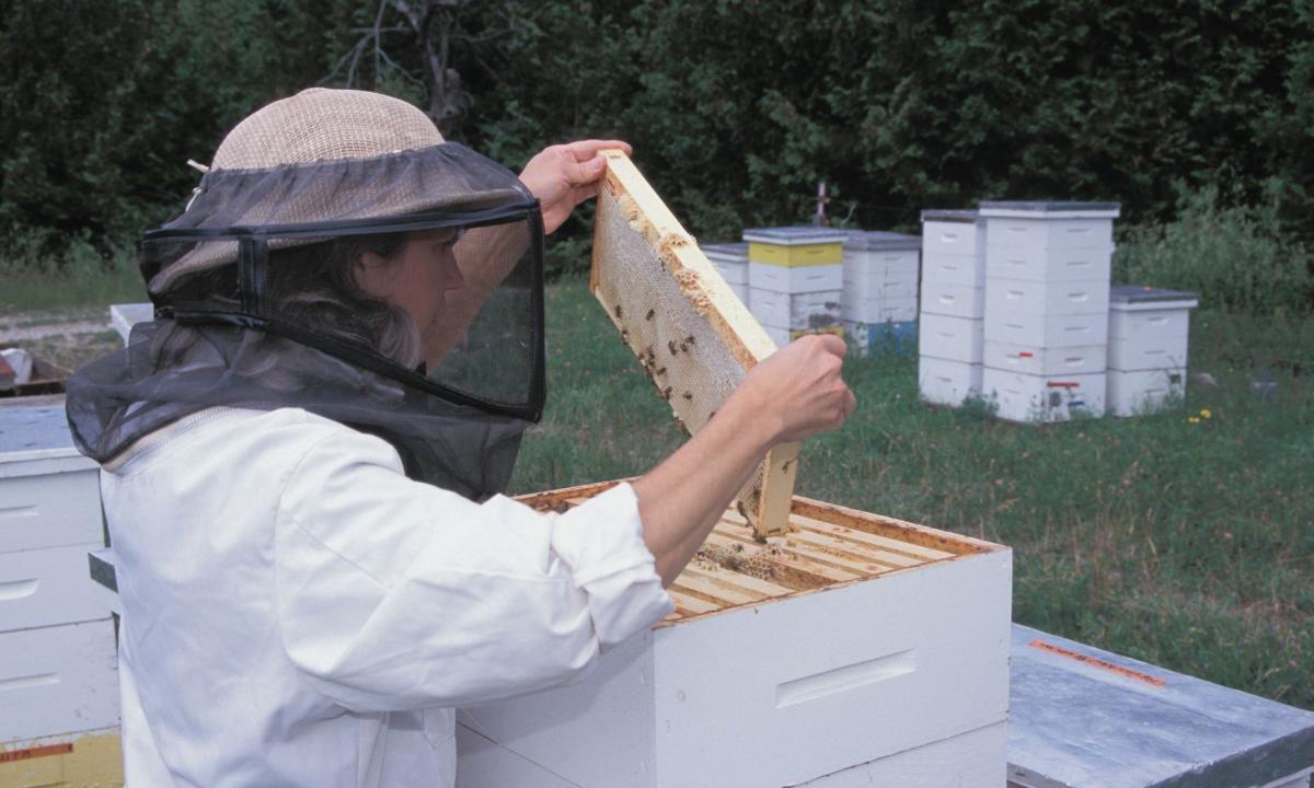 What to begin beekeeping with?