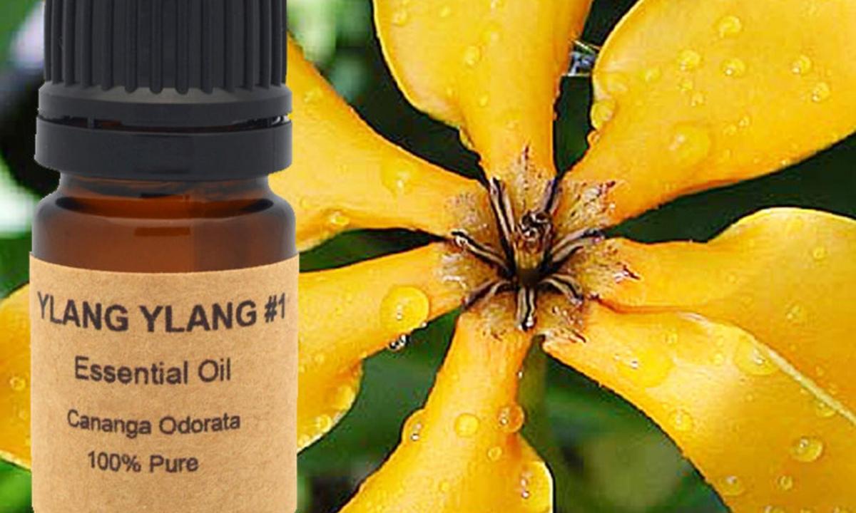 Aphrodisiac essential oil a ylang-ylang – properties