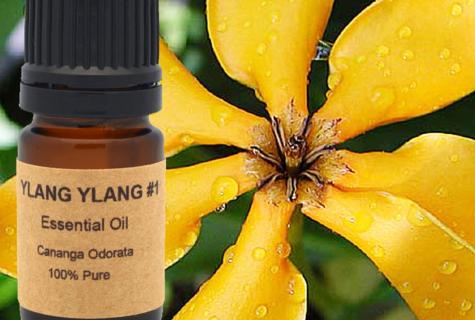Aphrodisiac essential oil a ylang-ylang – properties