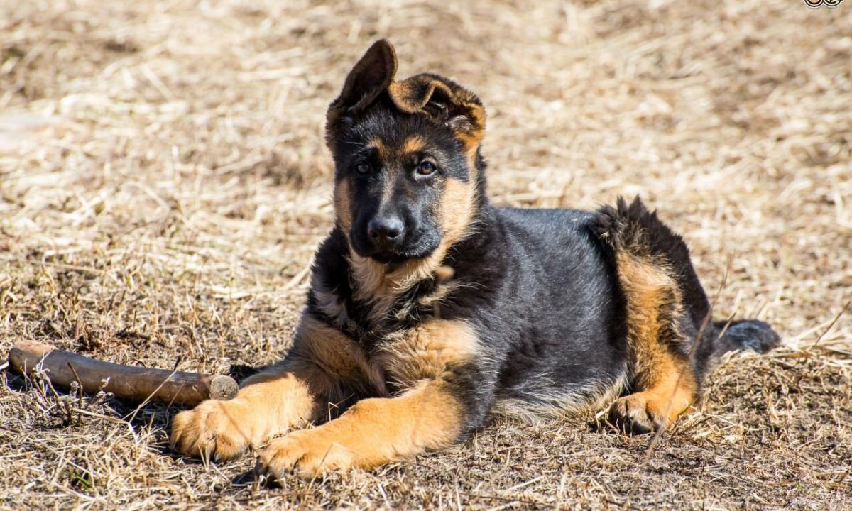 How to choose a puppy of a German shepherd?