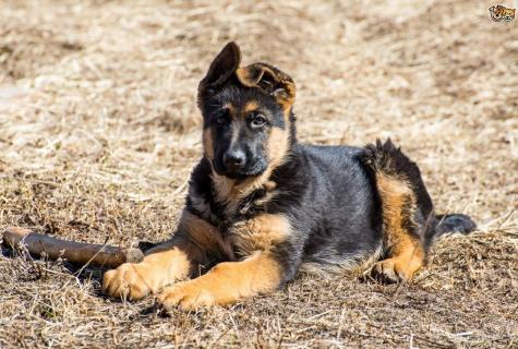 How to choose a puppy of a German shepherd?