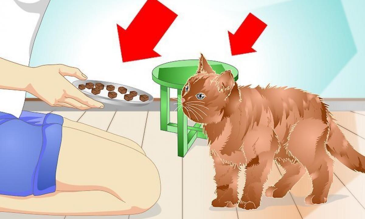 How to teach a cat to speak properly?