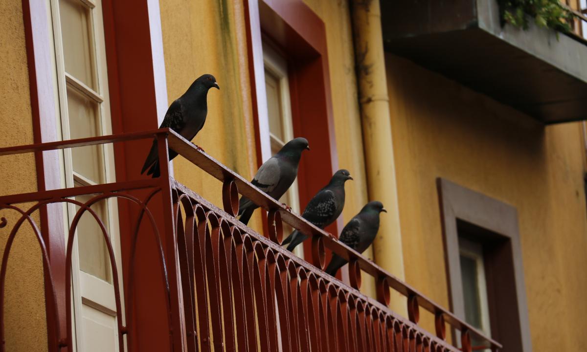 How to frighten off pigeons from a balcony?