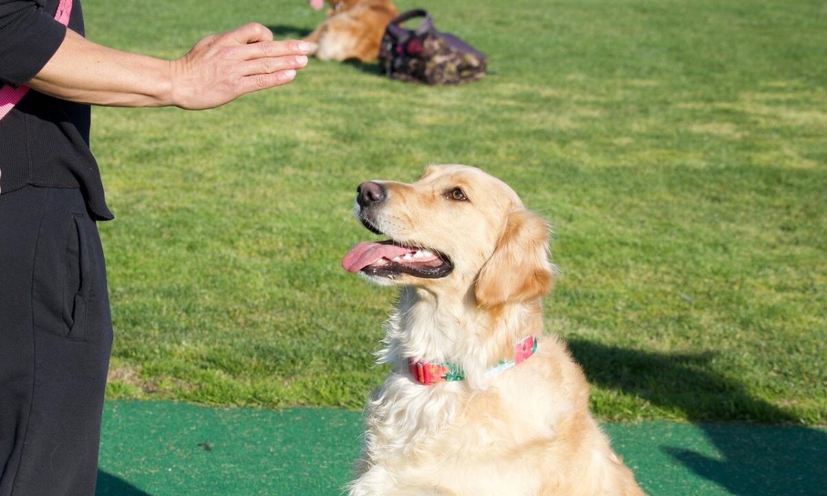 How to teach a dog to team nearby?