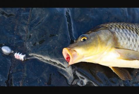 How to catch a silver carp?