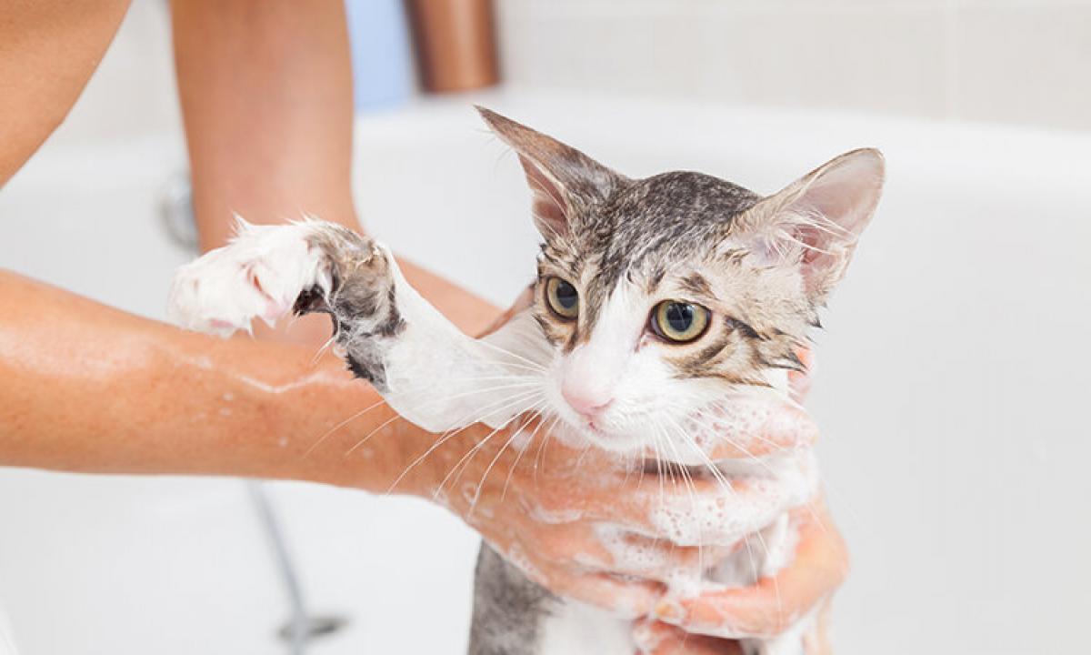 How to wash a cat?