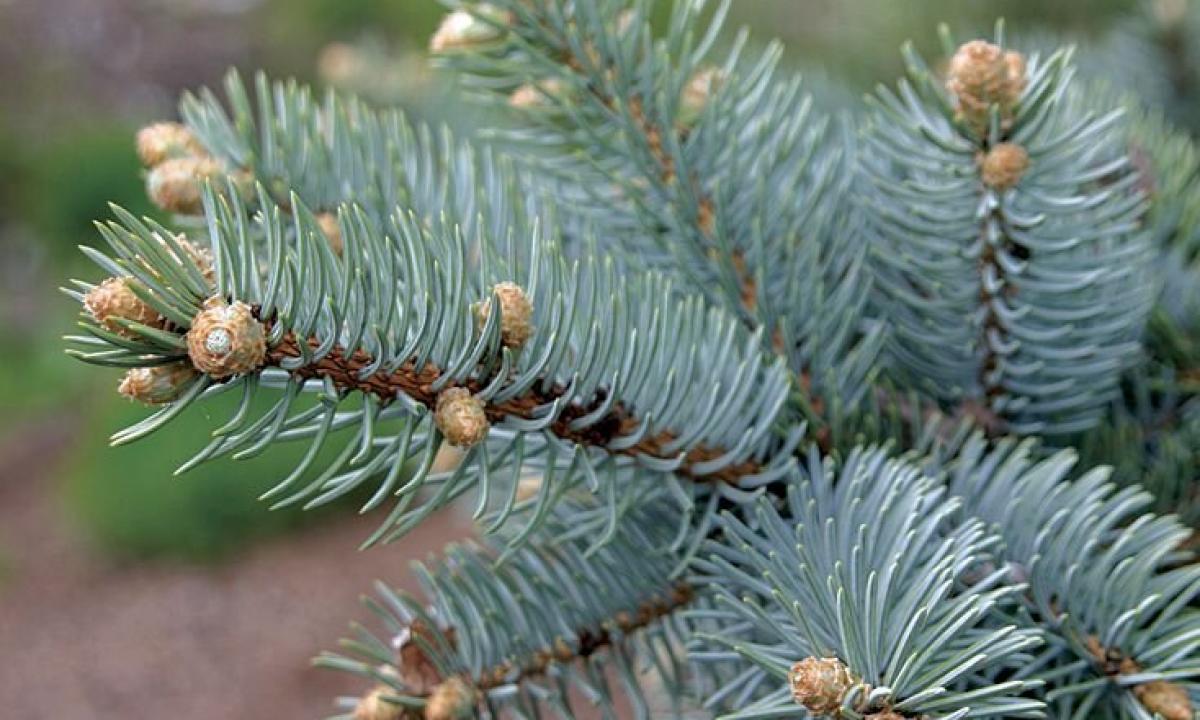 How to prolong life to a fir-tree in house conditions?