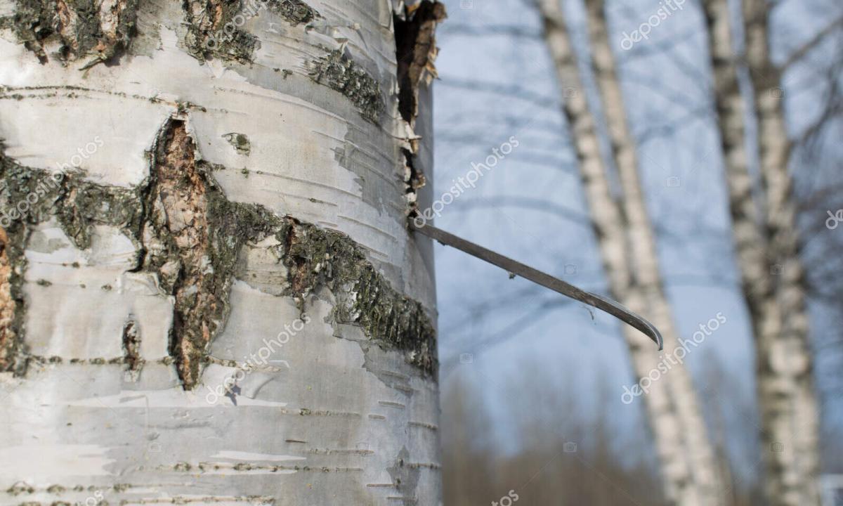 How it is correct to pick birch sap?