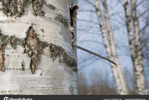 How it is correct to pick birch sap?