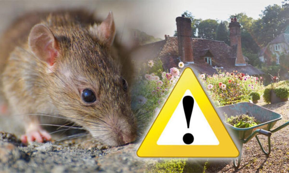 What repellant of rats and mice is better?