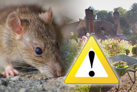 What repellant of rats and mice is better?