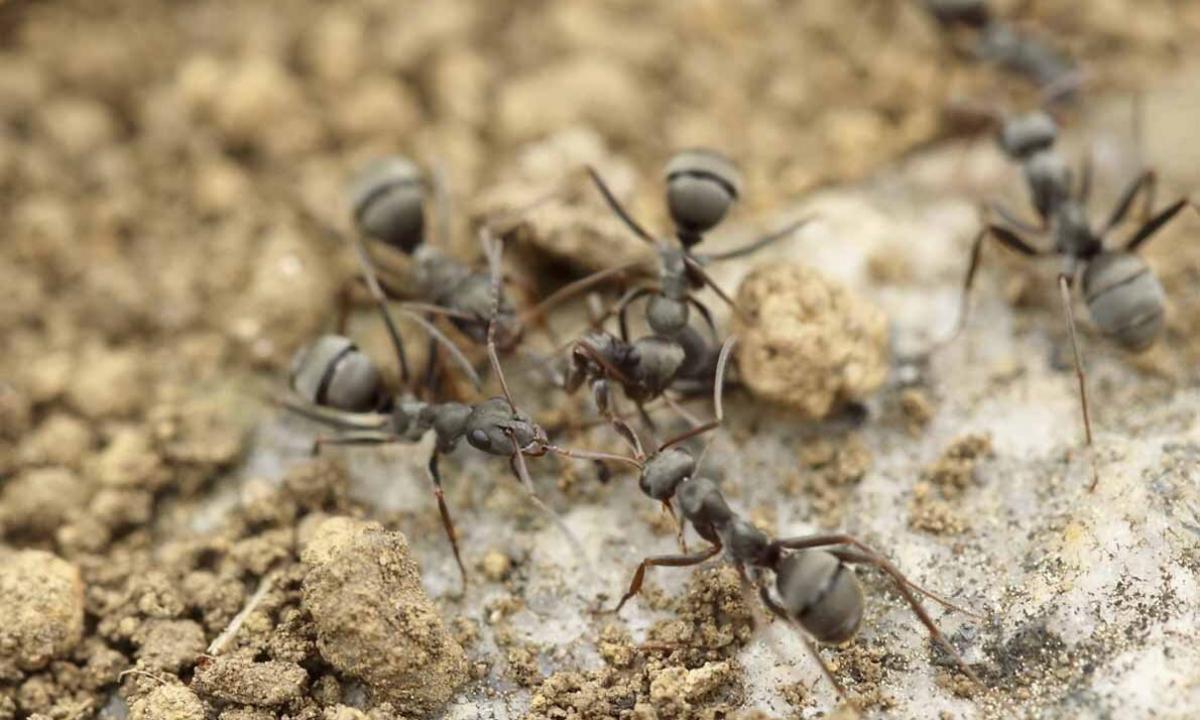 Garden ants - harm and advantage