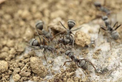 Garden ants - harm and advantage