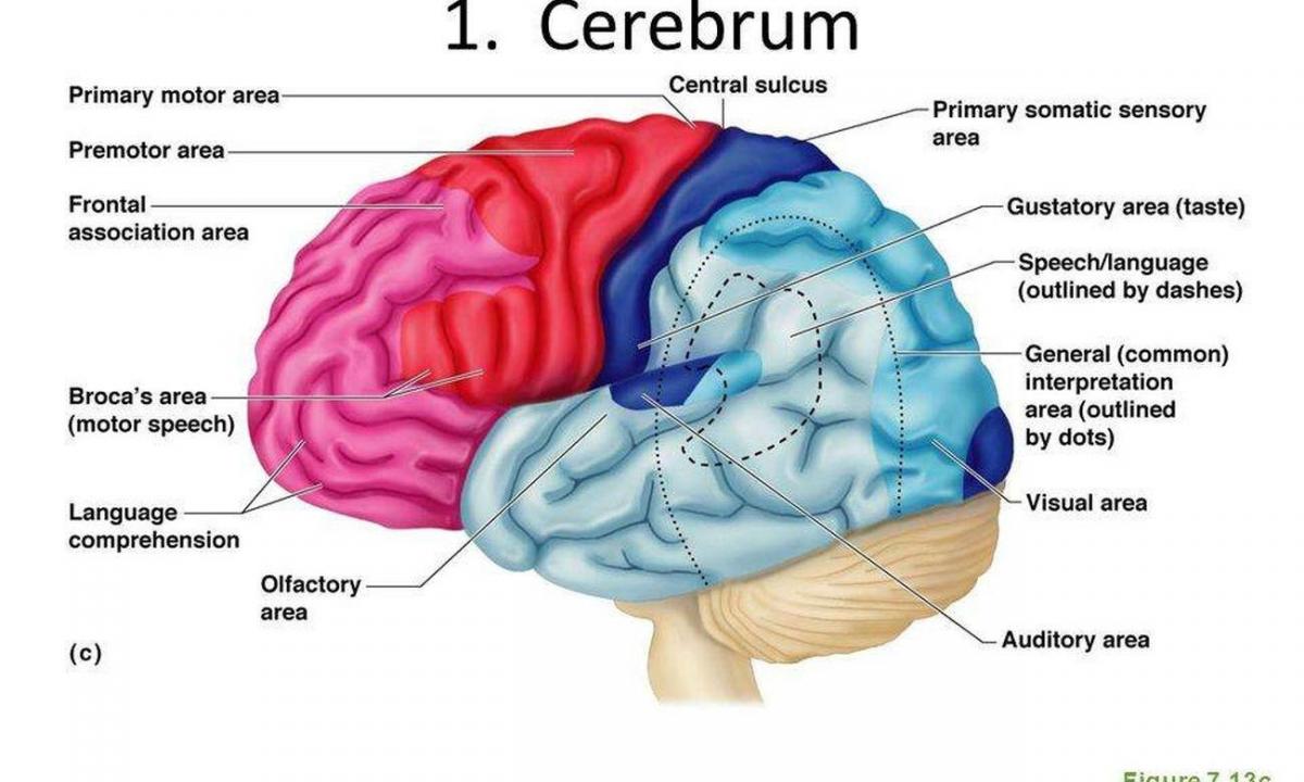 What the left cerebral hemisphere is responsible for?