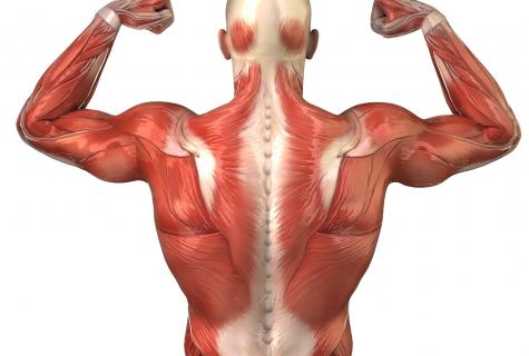 How to pump up oblique muscles of a press?