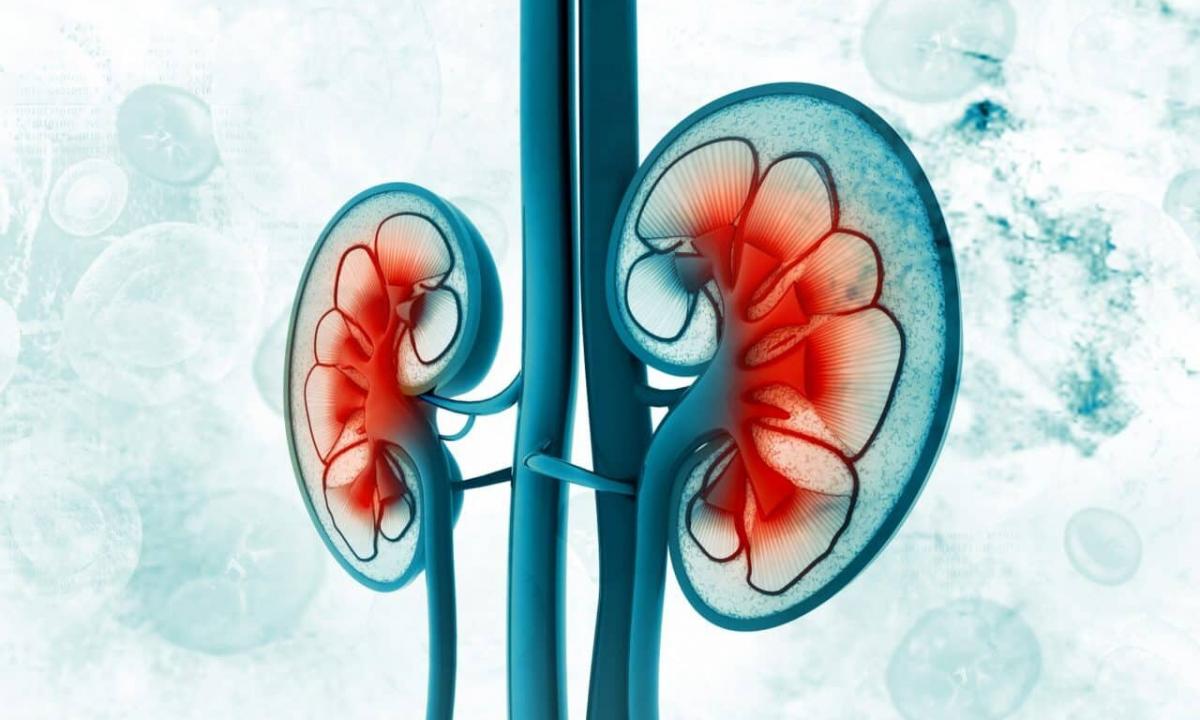 How to improve work of kidneys?
