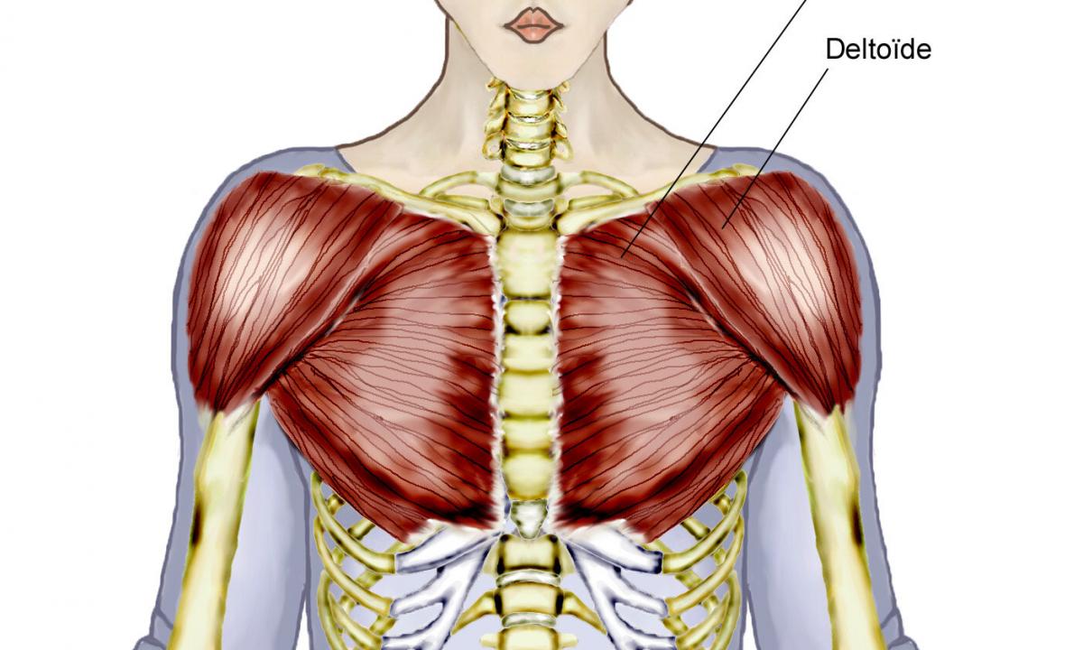 How to pump up an internal part of pectoral muscles?