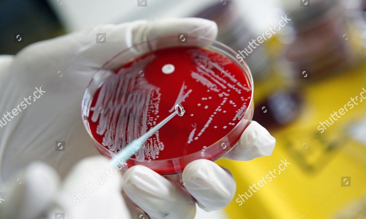 How to clean blood in an organism?