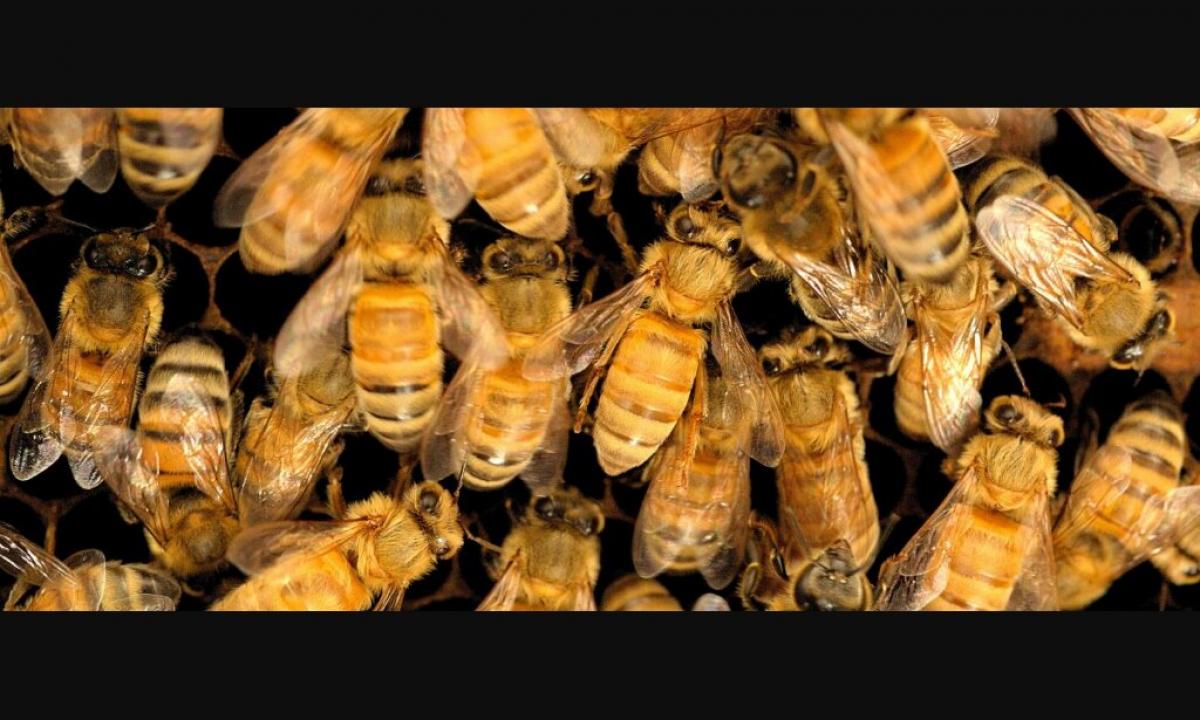 Treatment by bees - harm and advantage