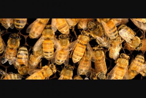 Treatment by bees - harm and advantage
