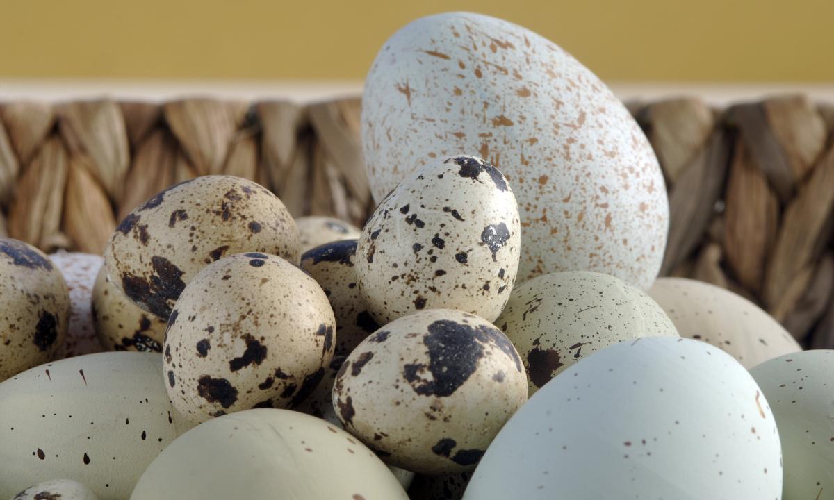 Advantage of quail eggs for men