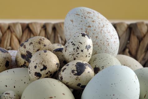 Advantage of quail eggs for men