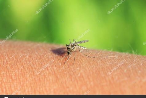Why mosquitoes are dangerous to the person?