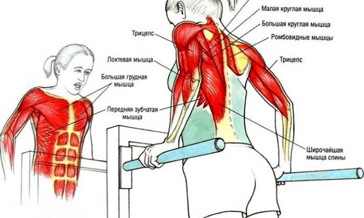 Expander for pectoral muscles – exercises