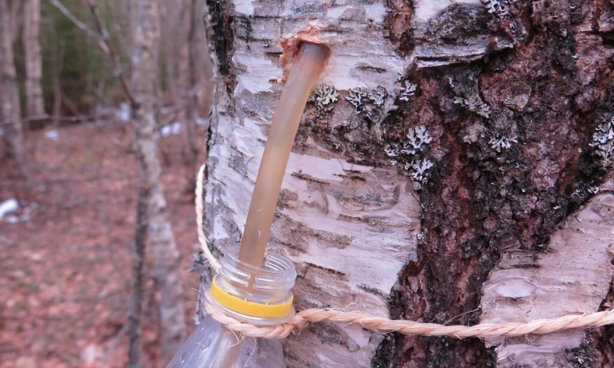 Than birch sap is useful to men?