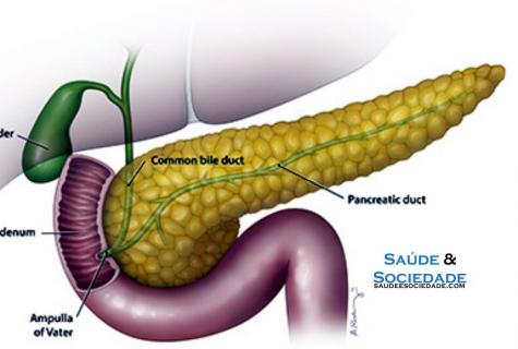 What is useful for a pancreas?