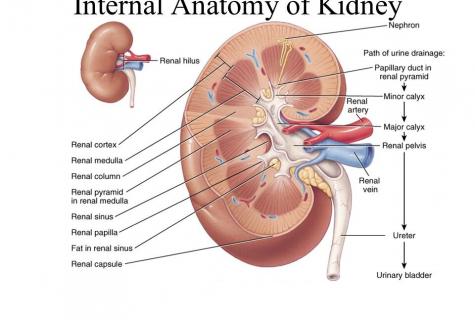 What is useful for kidneys?