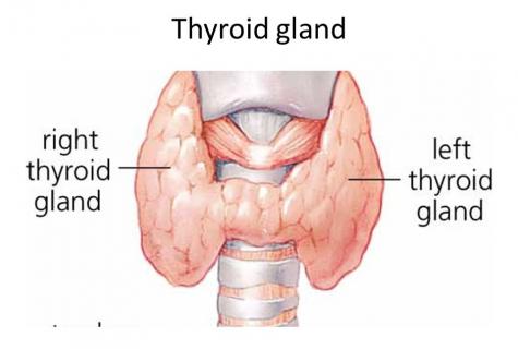 What is useful for a thyroid gland?