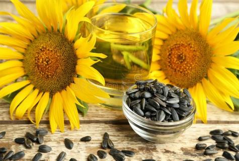 Sunflower sunflower seeds - advantage and harm for men