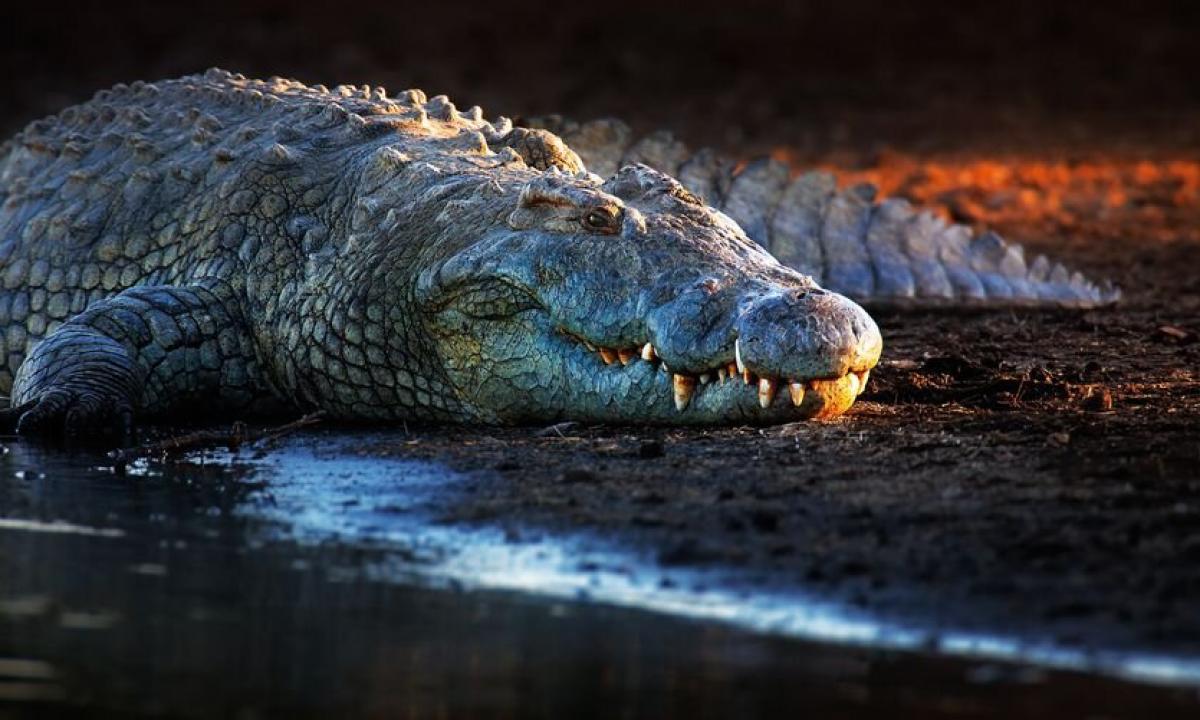 The interesting facts about crocodiles