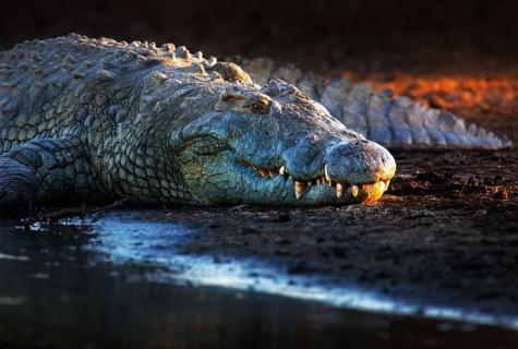 The interesting facts about crocodiles