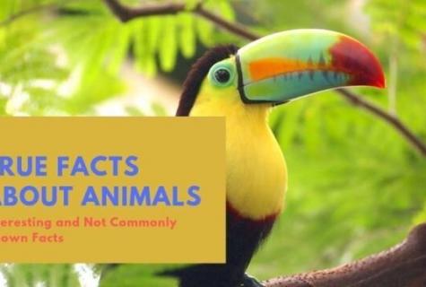 The interesting facts about animals