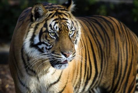 The interesting facts about tigers