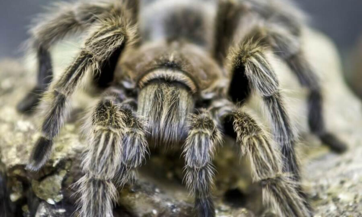The interesting facts about spiders
