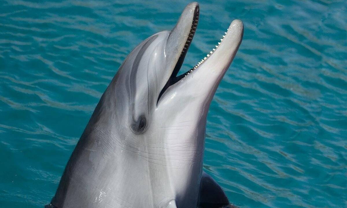 The interesting facts about dolphins