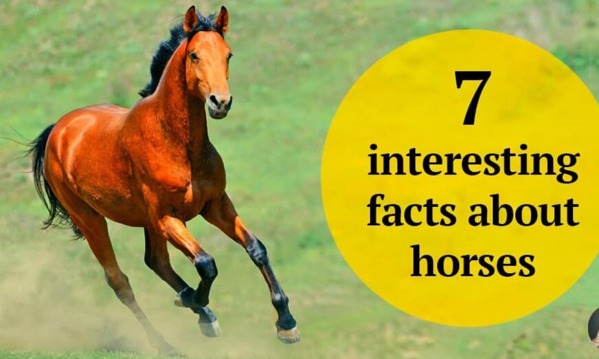 The interesting facts about horses