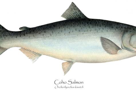 Salmon (silver salmon): advantage or harm?