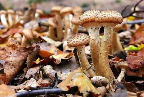 Mushrooms honey agarics: advantage and harm
