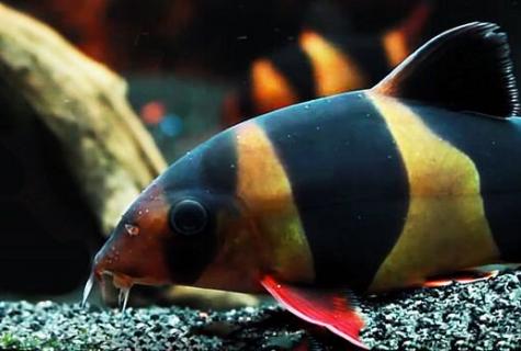 Loach: what for fish and than it is useful?