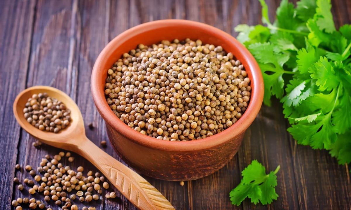 Coriander: what is it, useful properties of seasoning and contraindication