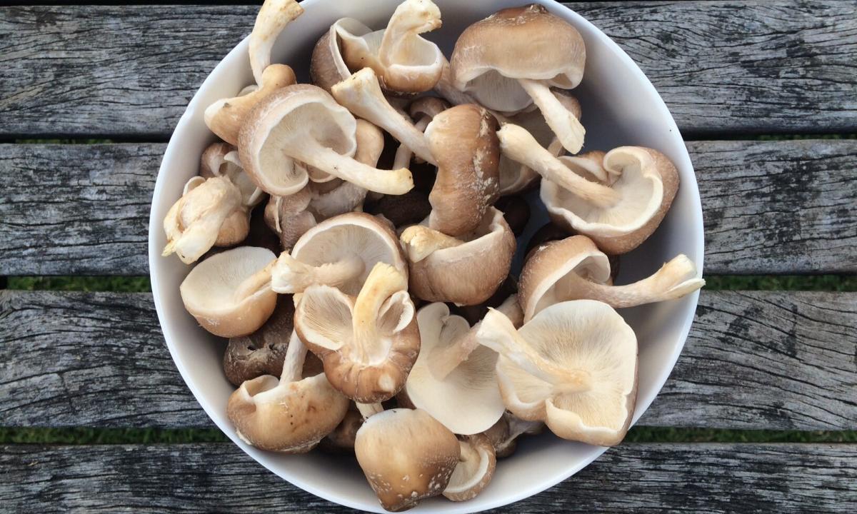 The use of mushrooms at pregnancy