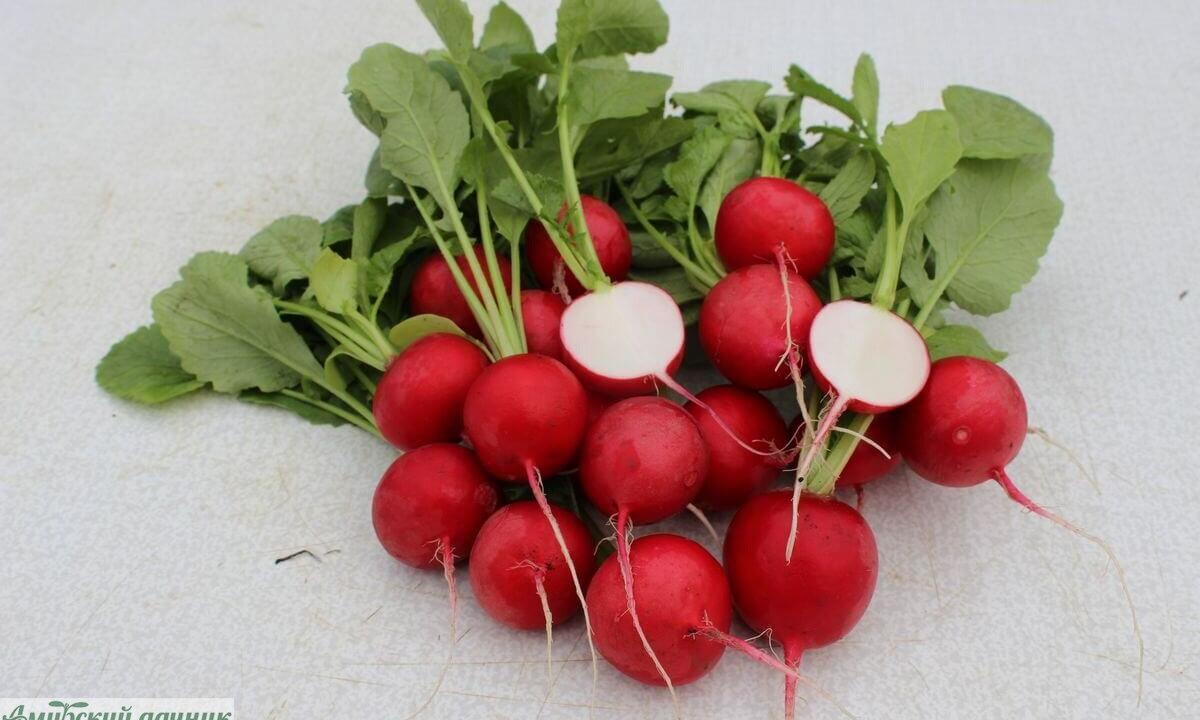 Super product - a garden radish