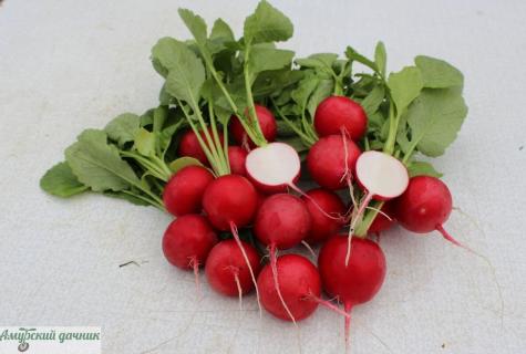 Super product - a garden radish