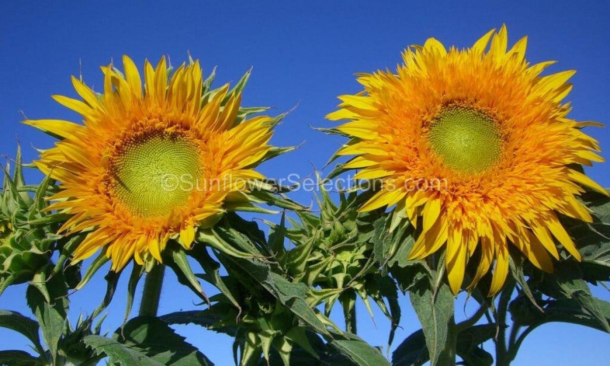 In what advantage and harm of sunflower seeds of a sunflower?