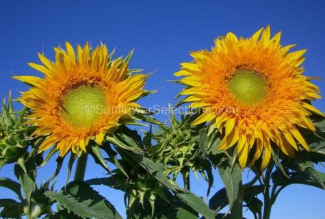 In what advantage and harm of sunflower seeds of a sunflower?